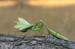 mantidi.jpg